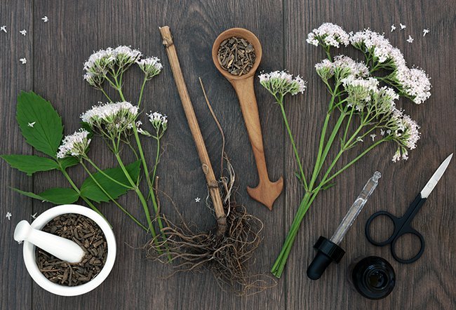 از علف گربه تا افزایش کیفیت خواب