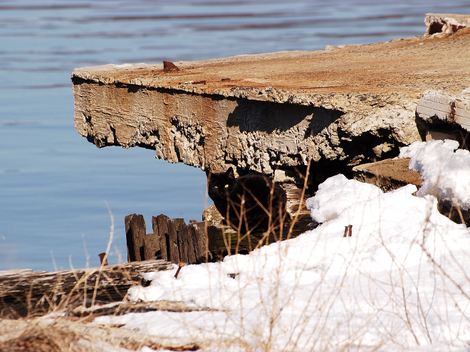 5 تست تصویری  جالب برای تقویت چشم و مغز: گربه ها را پیدا کنید 5 تست تصویری  جالب برای تقویت چشم و مغز: گربه ها را پیدا کنید