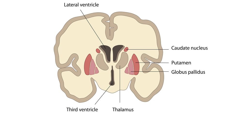آیا ما در برابر عشق مجبوریم؟
