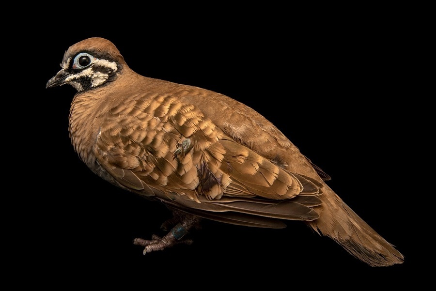 کبوترهای شگفت‌انگیزی که تاکنون ندیده‌اید (+عکس)