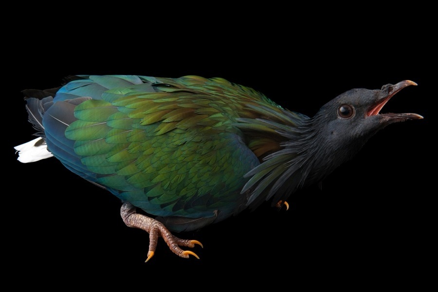 کبوترهای شگفت‌انگیزی که تاکنون ندیده‌اید (+عکس)