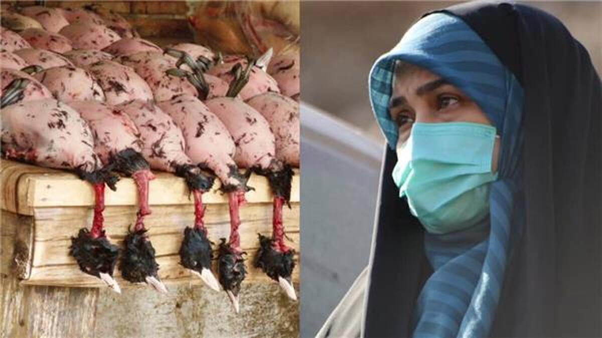 رییس فراکسیون محیط زیست مجلس: تعطیلی بازار پرنده‌فروشی فریدونکنار موفقیتی برای دوستداران محیط زیست است/رستوران‌های متخلف باید پلمپ شوند