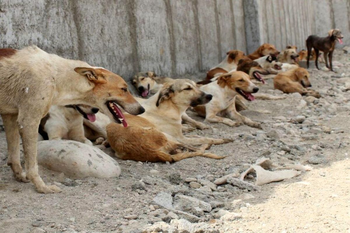 حمله سگ‌های ولگرد به یک‌ زن باردار در حاشیه شهر سنندج