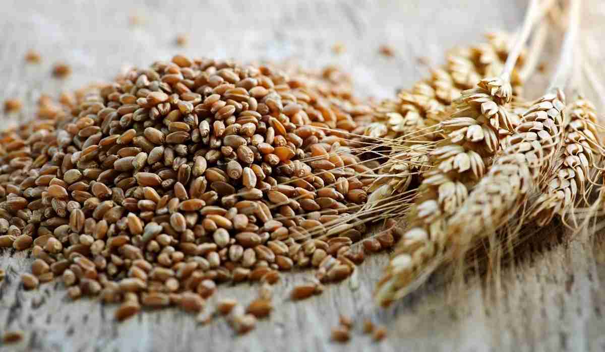 گندمی که می‌تواند ابتلا به سرطان را کاهش دهد