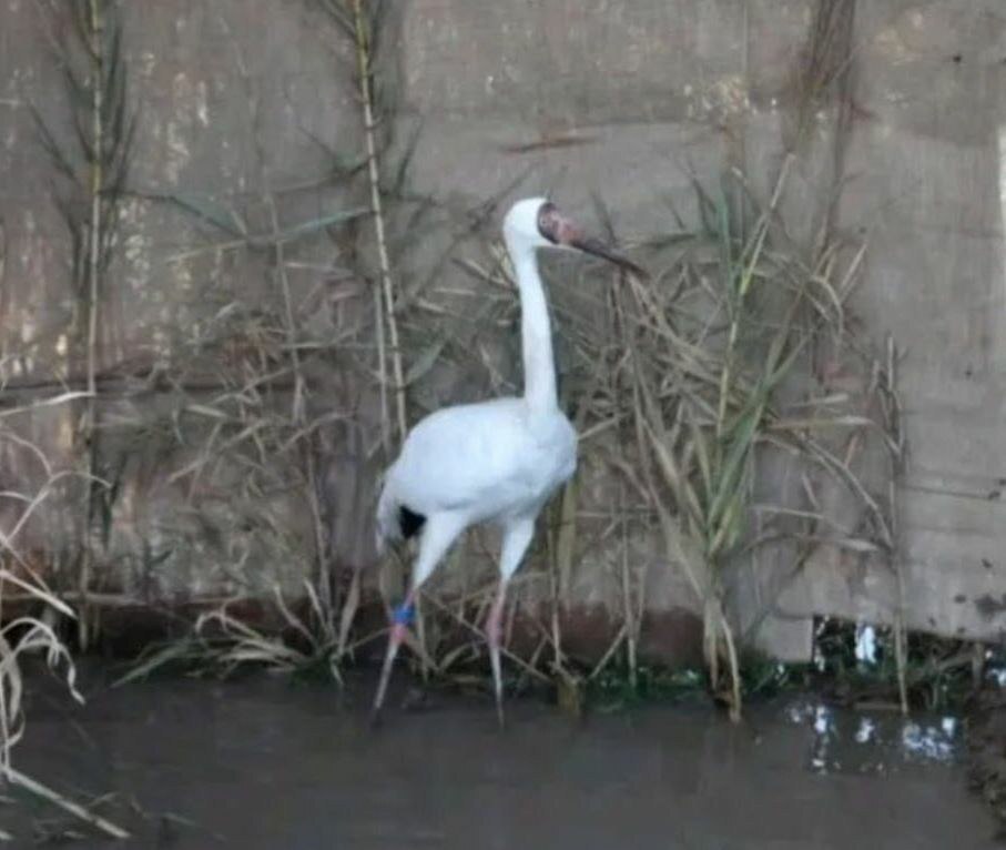 نخستین تصویر از دُرنای منتقل‌شده به فریدون‌کنار برای همراهی با تنهاترین پرنده جهان (عکس)