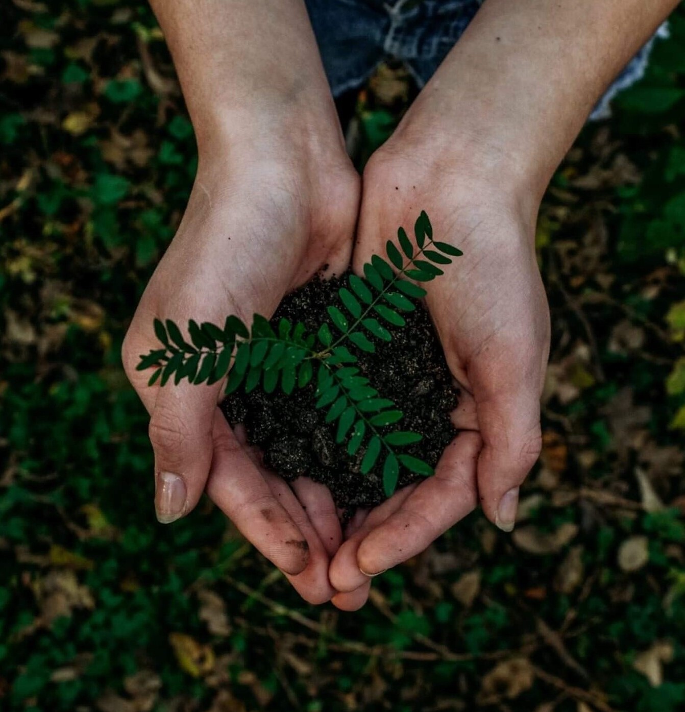 جایگاه ایران در برنامه جهانی کاشت 1 تریلیون درخت تا سال 2030