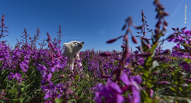 پنج عکس خیرهکننده حیوانات که قلبها را تسخیر کرد پنج عکس خیرهکننده حیوانات که قلبها را تسخیر کرد