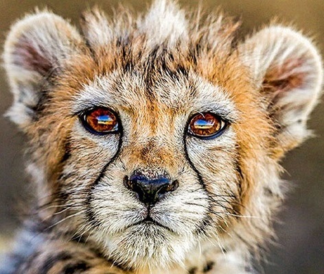 اندوه چشم‌های پیروز یا لبخند ماسیدۀ بازیگر؟