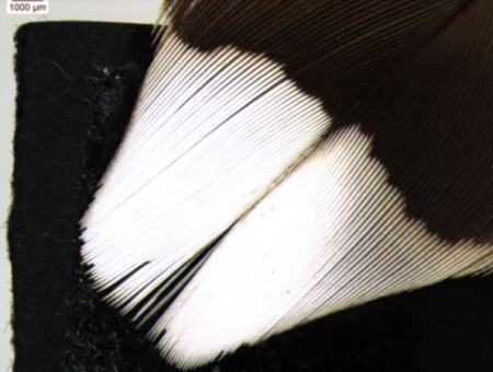 ویژگی عجیب سفیدترین پر جهان (+عکس) ویژگی عجیب سفیدترین پر جهان (+عکس)