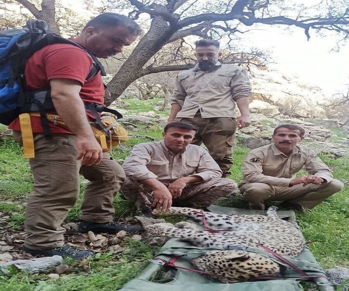 کشف لاشه یک توله پلنگ در گچساران