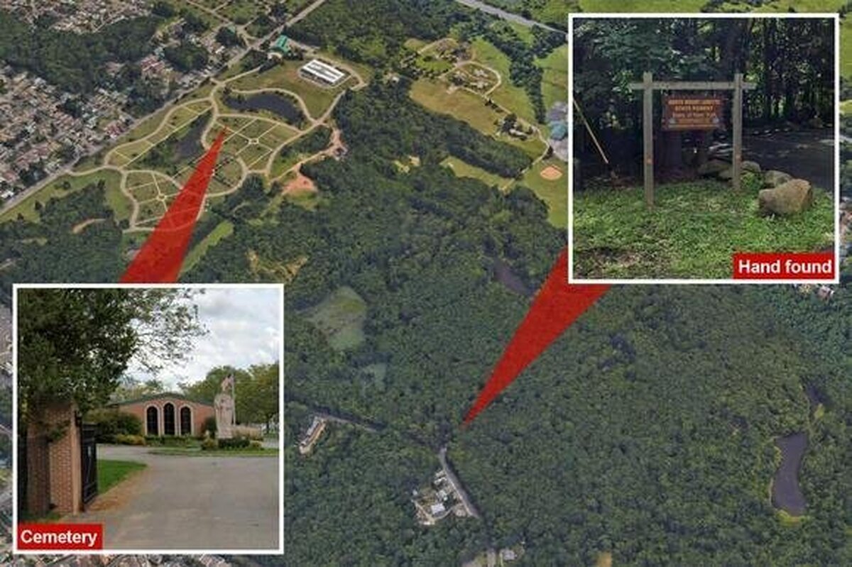 کشف معمای دست پیدا شده در جنگل