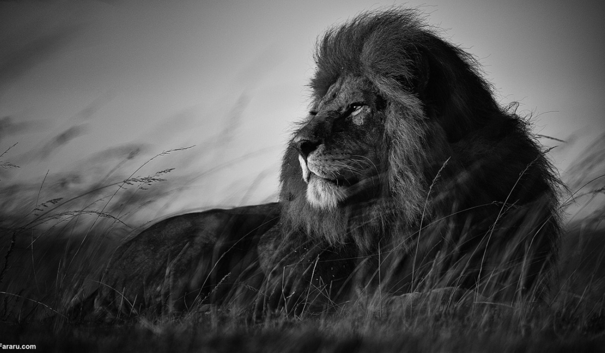 «باب جونیور» شیرشاه سرنگیتی به دست رقبایش کشته شد / رقبای جوانتر هر دو برادر را کشتهاند «باب جونیور» شیرشاه سرنگیتی به دست رقبایش کشته شد / رقبای جوانتر هر دو برادر را کشتهاند