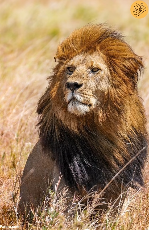 «باب جونیور» شیرشاه سرنگیتی به دست رقبایش کشته شد / رقبای جوانتر هر دو برادر را کشتهاند «باب جونیور» شیرشاه سرنگیتی به دست رقبایش کشته شد / رقبای جوانتر هر دو برادر را کشتهاند