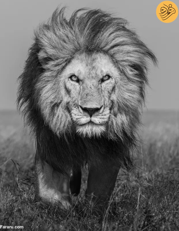 «باب جونیور» شیرشاه سرنگیتی به دست رقبایش کشته شد / رقبای جوانتر هر دو برادر را کشتهاند «باب جونیور» شیرشاه سرنگیتی به دست رقبایش کشته شد / رقبای جوانتر هر دو برادر را کشتهاند