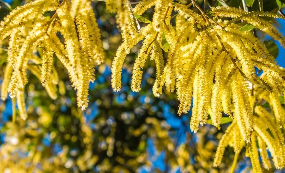 کاتچو سیاه؛ درباره یک گیاه بسیار مفید (+عکس) کاتچو سیاه؛ درباره یک گیاه بسیار مفید (+عکس)