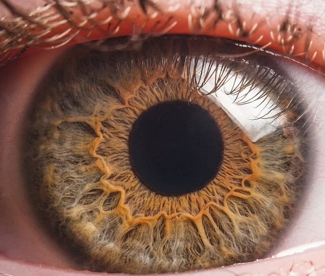 نشریه Nature: از باز گرداندن زندگی به چشم های مرده تا پرسش هایی درباره مرگ