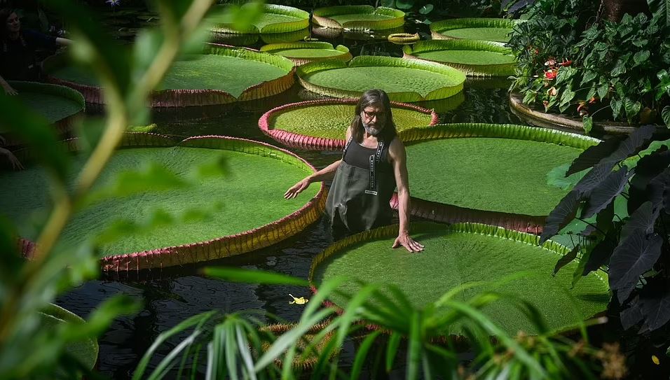 بزرگ ترین نیلوفر آبی جهان با گل هایی به اندازه سر انسان کشف شد (عکس+ ویدیو)