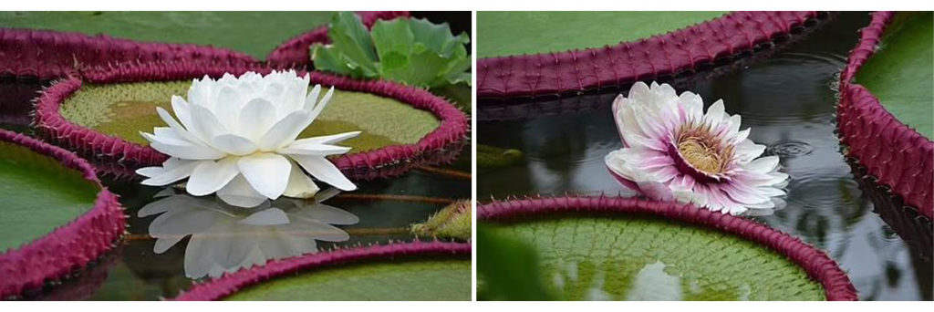 بزرگ ترین نیلوفر آبی جهان با گل هایی به اندازه سر انسان کشف شد (عکس+ ویدیو)