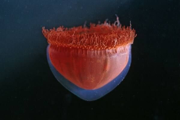 سفری به دل ژَرف‌ترین گودال زمین/ در اعماق اقیانوس‌ها چه خبر است؟