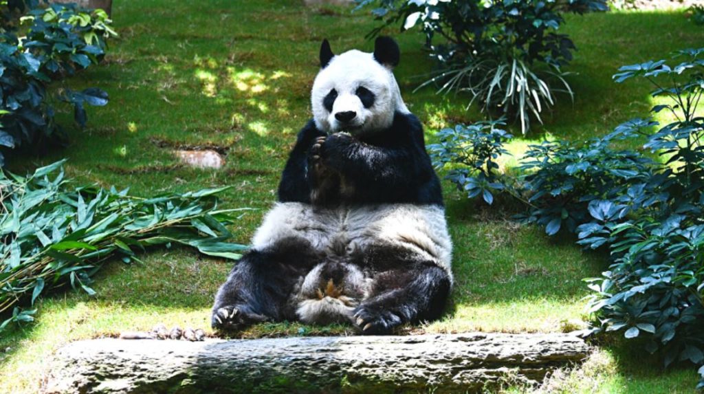 مسن ترین پاندای غول پیکر جهان در ۳۵ سالگی درگذشت مسن ترین پاندای غول پیکر جهان در ۳۵ سالگی درگذشت