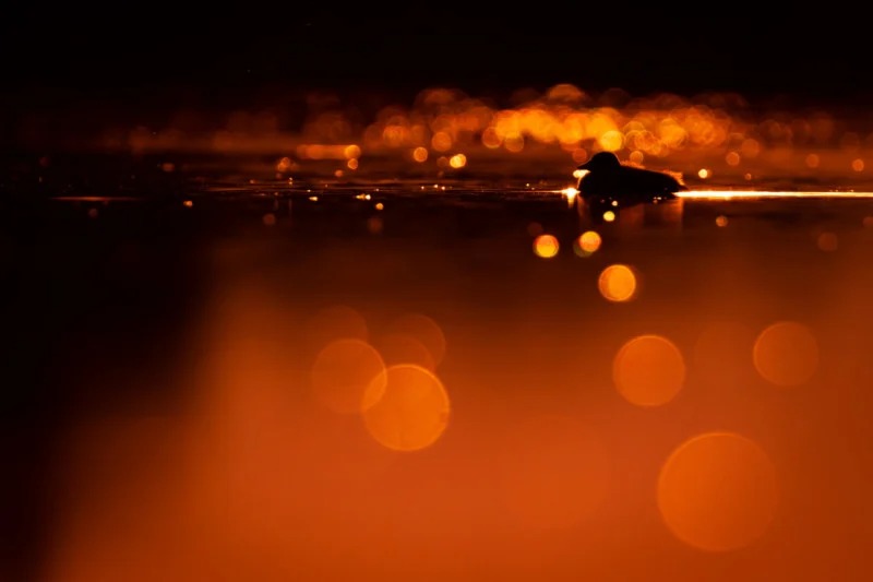 برندگان مسابقه عکاس سال Nature TTL سال ۲۰۲۲ برندگان مسابقه عکاس سال Nature TTL سال ۲۰۲۲