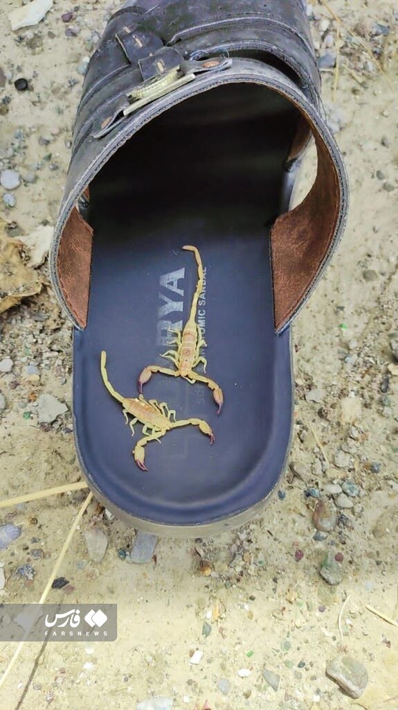 هجوم عقرب به خانه جنوبیها هجوم عقرب به خانه جنوبیها