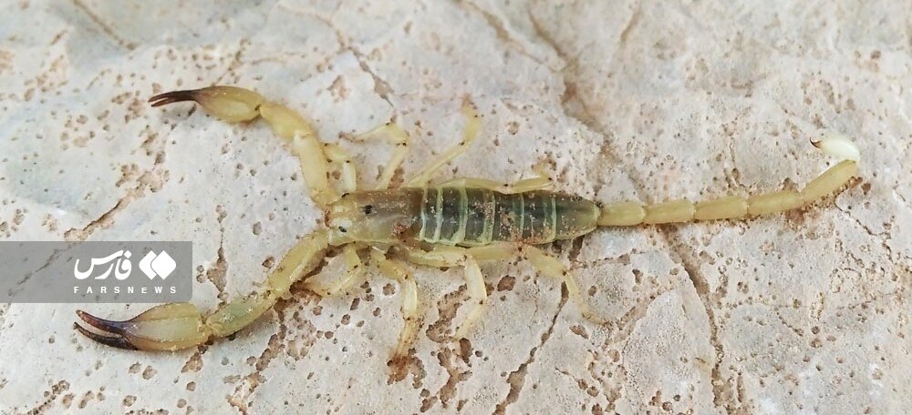 هجوم عقرب به خانه جنوبیها هجوم عقرب به خانه جنوبیها