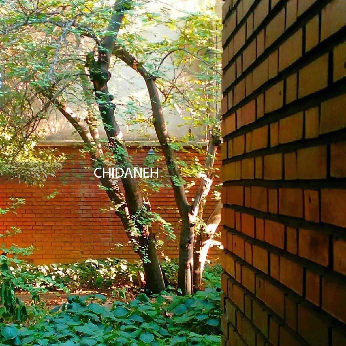 معروف‌ترین درخت تهران کجاست؟