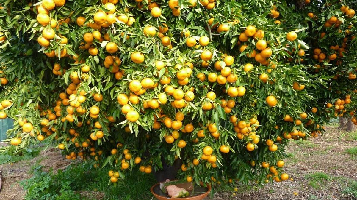 صادرات مرکبات ایرانی به چین/ نماینده مجلس: می‌توان یوان را وارد چرخه اقتصادی کرد