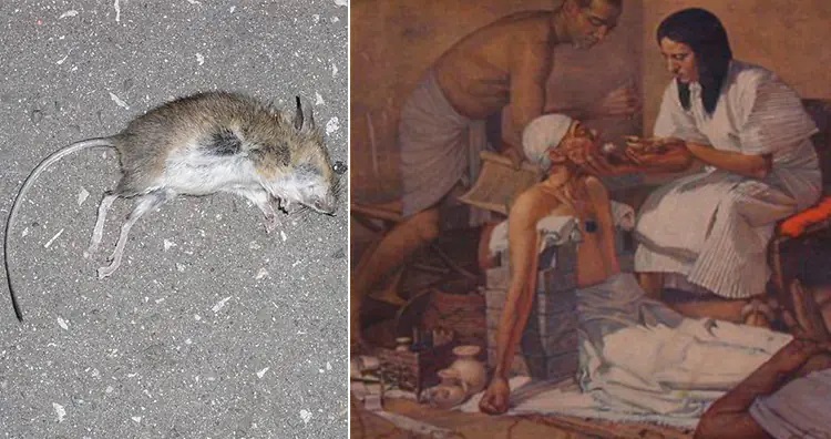 ۱۳ روش درمانی عجیب و غریب در طول تاریخ؛ از خمیر موش تا مربای جنازه