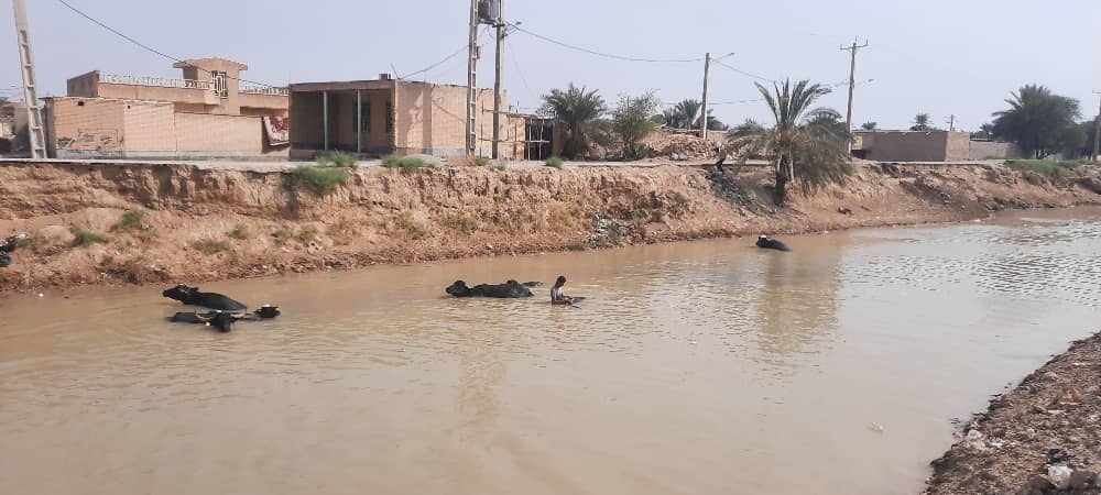 خوزستان؛ نهر عبودی پرآب شد؛ گاومیش ها خوشحال شدند