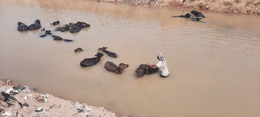 خوزستان؛ نهر عبودی پرآب شد؛ گاومیش ها خوشحال شدند