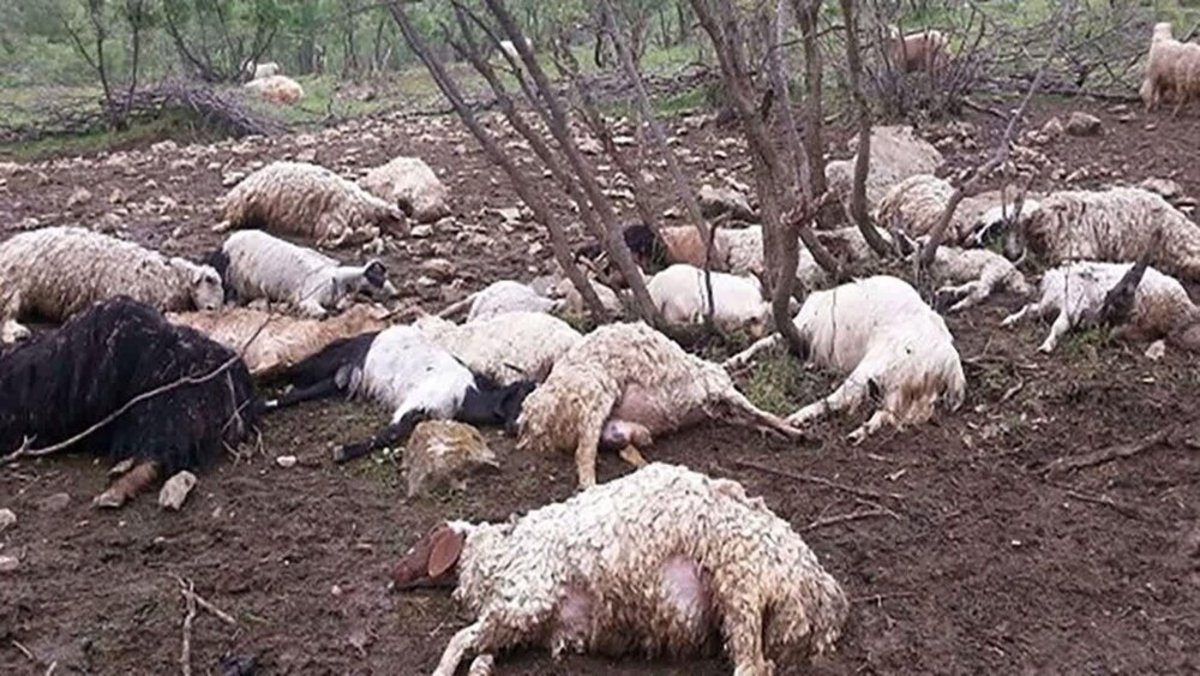 فارس/ تلف شدن ۶۰۰ رأس دام در سیل
