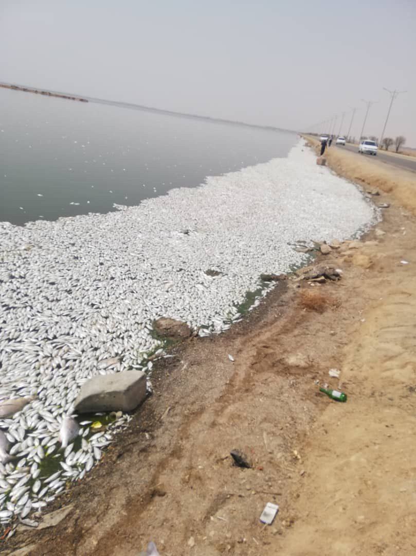 ادامه مرگ ماهی ها در ماهشهر / اختلاف بر سر دلیل