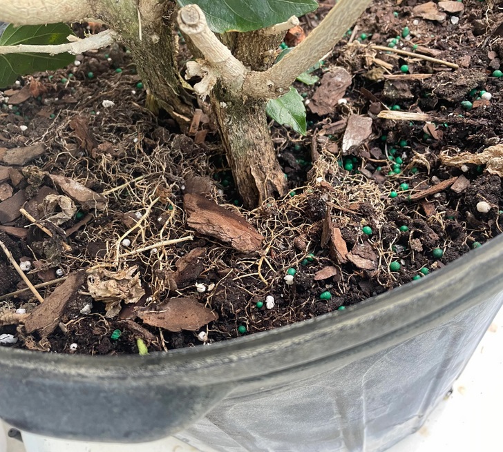 ۴ نشانه هشدار دهنده که از حال بد گیاهان آپارتمانی تان خبر می دهد