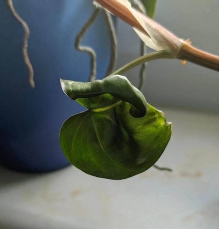 ۴ نشانه هشدار دهنده که از حال بد گیاهان آپارتمانی تان خبر می دهد