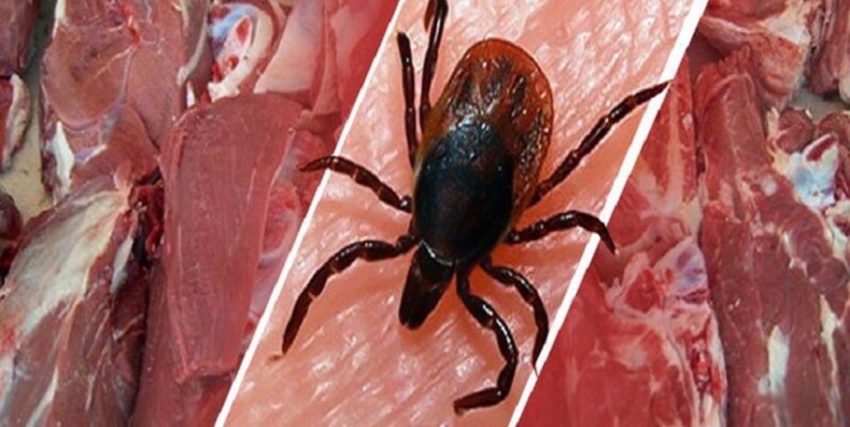 شناسایی دومین مورد مبتلا به تب کریمه کنگو در یزد