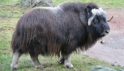 بوی بد این حیوانات کشنده است! (+عکس)