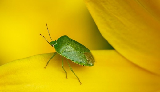 بوی بد این حیوانات کشنده است! (+عکس)