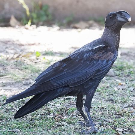 منقار عجیب و استثنایی بزرگترین کلاغ جهان (+عکس)