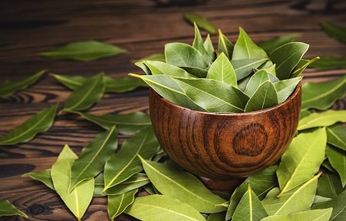فواید شگفت انگیز برگ بو برای پوست و مو