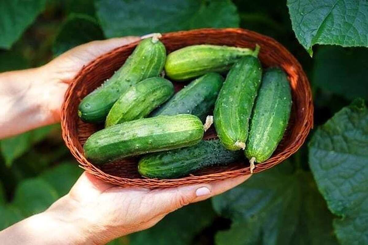فواید دوست داشتنی خیار