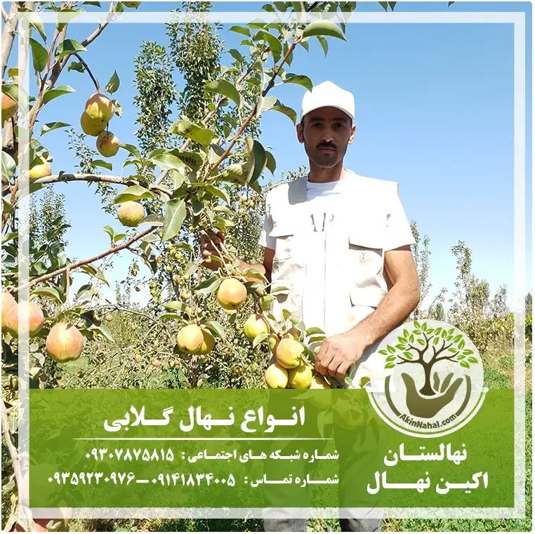 خرید نهال و بهترین زمان کاشت نهال در پاییز خرید نهال و بهترین زمان کاشت نهال در پاییز