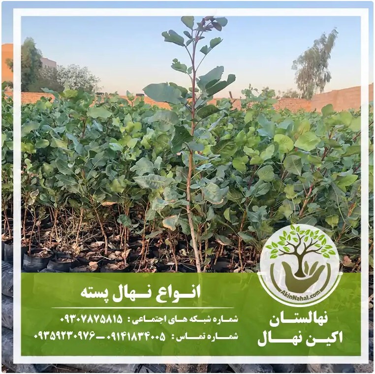 خرید نهال و بهترین زمان کاشت نهال در پاییز خرید نهال و بهترین زمان کاشت نهال در پاییز