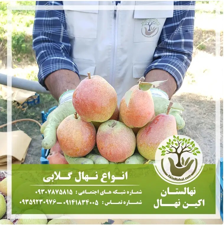 خرید نهال و بهترین زمان کاشت نهال در پاییز خرید نهال و بهترین زمان کاشت نهال در پاییز