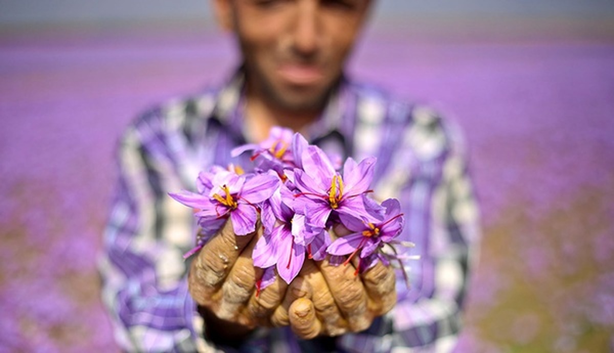 آشفتگی در بازار زعفران/ کشاورزان مستعمره مافیای زعفران شده‌اند