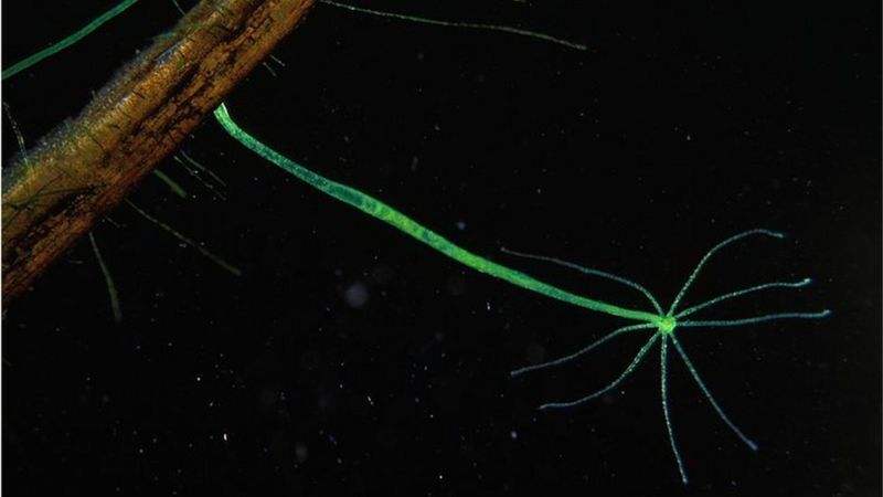 چرا می‌میریم؟