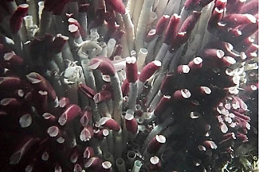 این موجود عجیب و سخت‌جان از سم تغذیه می‌کند! (+عکس)