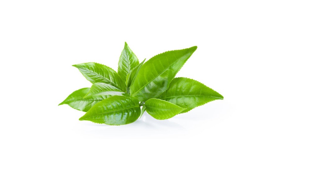 از مزایای ماسک صورت چای سبز تا روش تهیه از مزایای ماسک صورت چای سبز تا روش تهیه