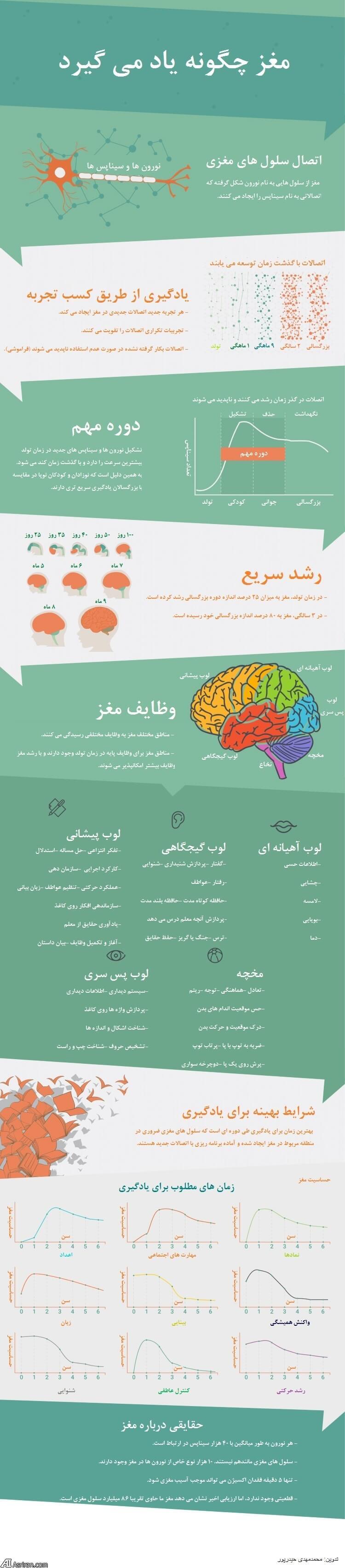مغز کودک تا 6 سالگی؛ همه چیز درباره رشد و تکامل ذهنی(+اینفوگرافی)